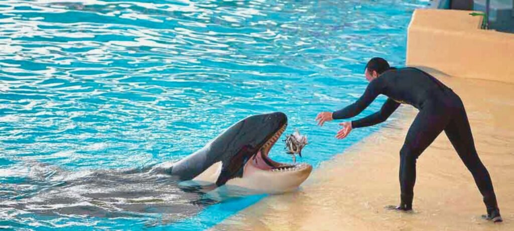 Dubai activities-Dubai Dolphinarium