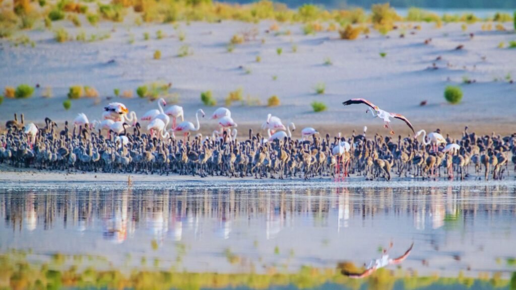 UAE emirates-Al Watha Wetland  