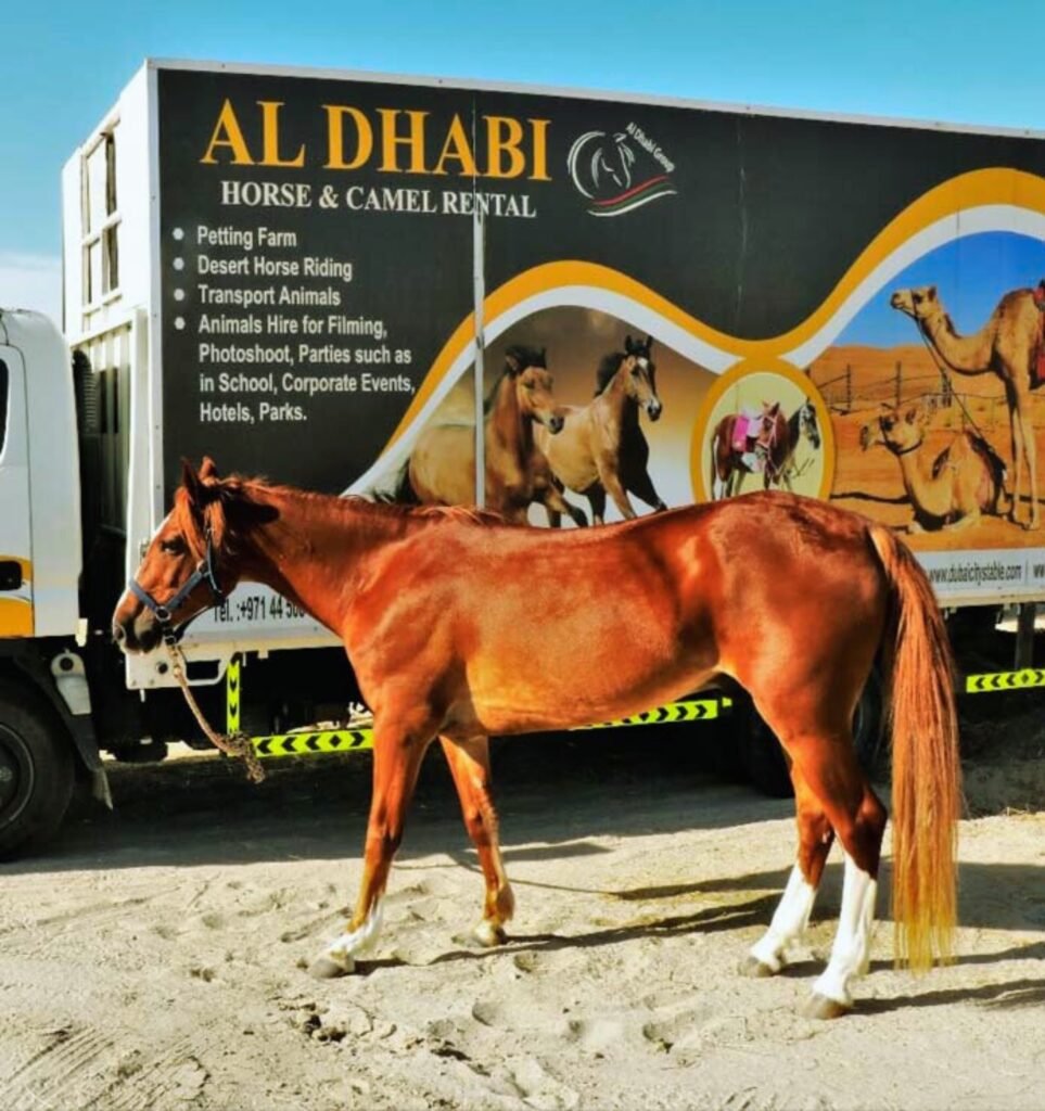 Dubai activities-Al Dhabi Stables  