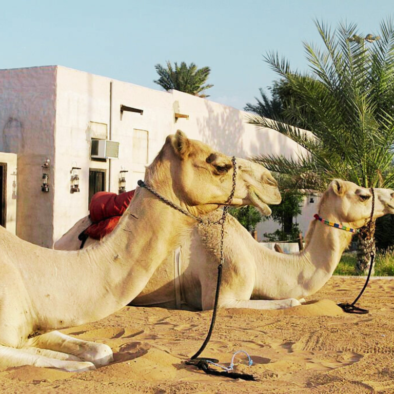 Dubai Camel Museum 
